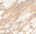 Zebrafish Polr2d Antibody Muscle Tissue IHC. Immunohistochemistry staining of zebrafish Polr2d protein using Zebrafish Polr2d antibody, HRP-labeled secondary and DAB substrate. Polr2d was detected in a paraffin-embedded section of zebrafish muscle tissue. HIER: boil tissue sections in pH8 EDTA for 20 min and allow to cool before testing.