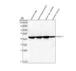 Zebrafish Pou5f1 Antibody Tissue WB. Western blot analysis of Pou5f1/3 protein using Zebrafish Pou5f1 antibody and 1) zebrafish head, 2) whole female zebrafish, 3) whole male zebrafish and 4) zebrafish embryo tissue lysate. Predicted molecular weight ~51 kDa.