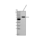Zebrafish Ppm1g Antibody Embryo Tissue WB. Western blot analysis of Ppm1g protein using Zebrafish Ppm1g antibody and 1) zebrafish embryo tissue lysates. Predicted molecular weight ~58 kDa, but commonly observed at up to ~79 kDa. (human similarity)