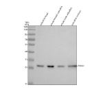 Zebrafish Prdx4 Antibody Tissue WB. Western blot analysis of Prdx4 protein using Zebrafish Prdx4 antibody and 1) zebrafish head, 2) whole female zebrafish, 3) whole male zebrafish and 4) zebrafish embryo tissue lysate. Predicted molecular weight ~29 kDa.
