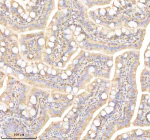 Zebrafish Prdx4 Antibody Colon Tissue IHC. Immunohistochemistry IHC staining of FFPE zebrafish colon tissue with Prdx4 antibody, HRP-labeled secondary and DAB substrate. HIER: boil tissue sections in pH8 EDTA for 20 min and allow to cool before testing.