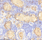 Zebrafish Prox1a Antibody Kidney Tissue IHC. Immunohistochemistry staining of FFPE zebrafish kidney tissue with Prox1a antibody, HRP-labeled secondary and DAB substrate. HIER: boil tissue sections in pH8 EDTA for 20 min and allow to cool before testing.