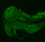 Zebrafish Prpf6 Antibody Embryo Tissue IF. Immunofluorescent staining of PRPF6 protein in embryo tissue using Zebrafish PRPF6 antibody (green). HIER: steam section in pH8 EDTA buffer for 20 min.