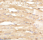 Zebrafish Psma1 Antibody Muscle Tissue IHC. Immunohistochemistry staining of FFPE zebrafish muscle tissue with Psma1 antibody, HRP-labeled secondary and DAB substrate. HIER: boil tissue sections in pH8 EDTA for 20 min and allow to cool before testing.