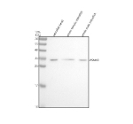 Zebrafish Psma3 Antibody Tissue WB. Western blot analysis of Psma3 protein using Zebrafish Psma3 antibody and 1) zebrafish head, 2) whole female zebrafish and 3) whole male zebrafish tissue lysate. Predicted molecular weight ~28 kDa.