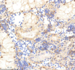 Zebrafish Psmc5 Antibody Kidney Tissue IHC. Immunohistochemistry staining of zebrafish Psmc5 protein using Zebrafish Psmc5 antibody, HRP-labeled secondary and DAB substrate. Psmc5 was detected in a paraffin-embedded section of zebrafish kidney tissue. HIER: boil tissue sections in pH8 EDTA for 20 min and allow to cool before testing.