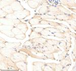 Zebrafish Psmc5 Antibody Muscle Tissue IHC. Immunohistochemistry staining of zebrafish Psmc5 protein using Zebrafish Psmc5 antibody, HRP-labeled secondary and DAB substrate. Psmc5 was detected in a paraffin-embedded section of zebrafish muscle tissue. HIER: boil tissue sections in pH8 EDTA for 20 min and allow to cool before testing.