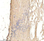 Zebrafish Psmd2 Antibody Spinal Tissue IHC. Immunohistochemistry staining of FFPE zebrafish spinal tissue with Psmd2 antibody, HRP-labeled secondary and DAB substrate. HIER: boil tissue sections in pH8 EDTA for 20 min and allow to cool before testing.