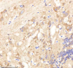 Zebrafish Psmd6 Antibody Brain Tissue IHC. Immunohistochemistry staining of FFPE zebrafish brain tissue with Psmd6 antibody, HRP-labeled secondary and DAB substrate. HIER: boil tissue sections in pH8 EDTA for 20 min and allow to cool before testing.