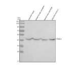 Zebrafish Psmd6 Antibody Tissue WB. Western blot analysis of Psmd6 protein using Zebrafish Psmd6 antibody and 1) zebrafish head, 2) whole female zebrafish, 3) whole male zebrafish and 4) zebrafish embryo tissue lysate. Predicted molecular weight ~46 kDa.
