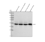 Zebrafish Psmd7 Antibody Tissue WB. Western blot analysis of Psmd7 protein using Zebrafish Psmd7 antibody and 1) zebrafish head, 2) whole female zebrafish, 3) whole male zebrafish and 4) zebrafish embryo tissue lysate. Predicted molecular weight ~37 kDa.