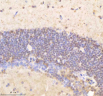 Zebrafish Psmd8 Antibody Brain Tissue IHC. Immunohistochemistry staining of zebrafish Psmd8 protein using Zebrafish Psmd8 antibody, HRP-labeled secondary and DAB substrate. Psmd8 was detected in a paraffin-embedded section of zebrafish brain tissue. HIER: boil tissue sections in pH8 EDTA for 20 min and allow to cool before testing.
