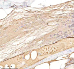 Zebrafish Rab14 Antibody Spinal Tissue IHC. Immunohistochemistry staining of FFPE zebrafish spinal tissue with Rab14 antibody, HRP-labeled secondary and DAB substrate. HIER: boil tissue sections in pH8 EDTA for 20 min and allow to cool before testing.