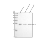 Zebrafish Rab14 Antibody Tissue WB. Western blot analysis of Rab14 protein using Zebrafish Rab14 antibody and 1) zebrafish head, 2) whole female zebrafish and 3) whole male zebrafish tissue lysate. Predicted molecular weight ~24 kDa.
