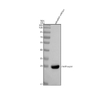 Zebrafish Rab1a Antibody Embryo Tissue WB. Western blot analysis of Rab1aa/ab protein using Zebrafish Rab1a antibody and zebrafish embryo tissue lysates.  Predicted molecular weight ~23 kDa.