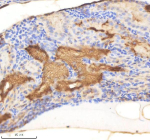 Zebrafish Rab1a Antibody Kidney Tissue IHC. Immunohistochemistry staining of zebrafish Rab1aa/ab protein using Zebrafish Rab1a antibody, HRP-labeled secondary and DAB substrate. Rab1a was detected in a paraffin-embedded section of zebrafish kidney tissue. HIER: boil tissue sections in pH8 EDTA for 20 min and allow to cool before testing.