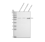Zebrafish Rcc2 Antibody Tissue WB. Western blot analysis of Rcc2 protein using Zebrafish Rcc2 antibody and 1) zebrafish head, 2) whole female zebrafish, 3) whole male zebrafish and 4) zebrafish embryo tissue lysate. Predicted molecular weight ~54 kDa.