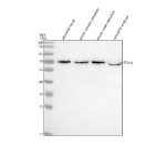 Zebrafish Sdha Antibody Tissue WB. Western blot analysis of Sdha protein using Zebrafish Sdha antibody and 1) zebrafish head, 2) whole female zebrafish, 3) whole male zebrafish and 4) zebrafish embryo tissue lysate. Predicted molecular weight ~72 kDa.