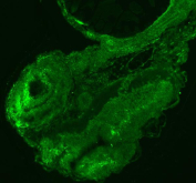 Zebrafish Sf3b3 Antibody Embryo Tissue IF. Immunofluorescent staining of Sf3b3 protein in embryo tissue using Zebrafish Sf3b3 antibody. HIER: boil tissue sections in pH8 EDTA for 20 min and allow to cool before testing.