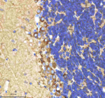 Zebrafish Shha antibody cerebellum tissue IHC. Immunohistochemistry staining of Sonic Hedgehog protein in FFPE zebrafish cerebellum tissue with Shha antibody, HRP-labeled secondary and DAB substrate. HIER: boil tissue sections in pH8 EDTA for 20 min and allow to cool before testing.