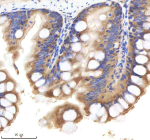 Zebrafish Shha antibody colon tissue IHC. Immunohistochemistry staining of Sonic Hedgehog protein in FFPE zebrafish colon tissue with Shha antibody, HRP-labeled secondary and DAB substrate. HIER: boil tissue sections in pH8 EDTA for 20 min and allow to cool before testing.