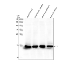 Zebrafish Sod1 Antibody Tissue WB. Western blot analysis of Superoxide dismutase 1 protein using Zebrafish Sod1 antibody and 1) zebrafish head, 2) whole female zebrafish, 3) whole male zebrafish and 4) zebrafish embryo tissue lysate. Predicted molecular weight ~16 kDa.
