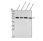 Zebrafish Tbx5a antibody head/whole body/embryo WB. Western blot analysis of Tbx5 protein using Zebrafish Tbx5a antibody and 1) zebrafish head, 2) whole female zebrafish, 3) whole male zebrafish and 4) zebrafish embryo tissue lysate. Predicted molecular weight ~55 kDa.