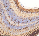 Zebrafish Cdc48 Antibody Eye Tissue IHC. Immunohistochemistry staining of FFPE zebrafish eye tissue with Cdc48 antibody, HRP-labeled secondary and DAB substrate. HIER: boil tissue sections in pH8 EDTA for 20 min and allow to cool before testing.