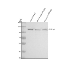 Zebrafish Xpo1 Antibody Tissue WB. Western blot analysis of Xpo1a/b protein using Zebrafish Xpo1 antibody and 1) zebrafish head, 2) whole female zebrafish, 3) whole male zebrafish tissue lysate. Predicted molecular weight ~123 kDa.