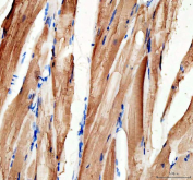 Zebrafish Mylz2 Antibody Skeletal Muscle Tissue IHC. Immunohistochemistry analysis of Mylz2 expression in FFPE zebrafish (Danio rerio) skeletal muscle using Mylz2 antibody. Strong HRP-DAB brown staining is observed in muscle fibers with a striated pattern, consistent with localization in contractile structures, while elongated nuclei counterstained in blue are aligned along the fibers. The staining highlights organized muscle architecture and supports the use of Mylz2 as a marker of skeletal muscle structure and contractile protein localization in zebrafish tissue. Heat induced epitope retrieval was performed by boiling tissue sections in pH 8 EDTA buffer for 20 min followed by cooling before testing.