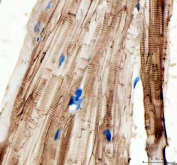Zebrafish Mylz2 Antibody Skeletal Muscle IHC. Immunohistochemical analysis of Mylz2 expression in FFPE zebrafish (Danio rerio) skeletal muscle using Mylz2 antibody. Prominent HRP-DAB brown staining is observed along elongated muscle fibers, displaying a distinct striated pattern consistent with contractile filament organization, while nuclei are counterstained in blue. The staining pattern emphasizes aligned myofibrillar structure and supports the use of Mylz2 as a marker of skeletal muscle fiber organization and contractile protein localization in zebrafish tissue. Heat induced epitope retrieval was performed by boiling tissue sections in pH 8 EDTA buffer for 20 min followed by cooling before testing.
