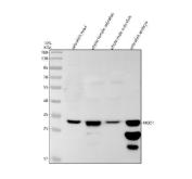 Zebrafish NQO1 Antibody Oxidative Stress Enzyme WB. Western blot analysis of zebrafish head tissue, whole female zebrafish, whole male zebrafish, and zebrafish embryo lysates using Zebrafish NQO1 Antibody demonstrates a prominent immunoreactive band at approximately 30 kDa, consistent with the predicted molecular weight of NAD(P)H Quinone Oxidoreductase 1 (NQO1). NQO1 is a cytoprotective flavoprotein enzyme that catalyzes the reduction of quinones and functions as a key mediator of cellular antioxidant defense and detoxification pathways. Comparable detection across multiple zebrafish tissue sources supports the broad physiological role of NQO1 in maintenance of redox homeostasis and protection against oxidative stress. Electrophoresis was performed on a 10% SDS-PAGE gel under reducing conditions followed by transfer to a nitrocellulose membrane. Signal was detected using an HRP-conjugated secondary antibody and enhanced chemiluminescent substrate. Predicted molecular weight: ~30 kDa. Additional lower molecular weight bands are observed in the embryo lysate; the primary immunoreactive band is detected at approximately 30 kDa, consistent with the predicted molecular weight of NQO1.