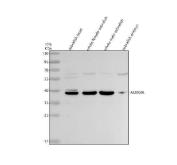 Zebrafish CXCR7A Antibody Chemokine Receptor WB. Western blot analysis of zebrafish head tissue, whole female zebrafish, whole male zebrafish, and zebrafish embryo lysates using Zebrafish CXCR7A Antibody demonstrates a prominent immunoreactive band at approximately 40 kDa, consistent with the predicted molecular weight of CXC Chemokine Receptor 7A (CXCR7A). Also known as Atypical Chemokine Receptor 3A (ACKR3A), CXCR7A functions as an atypical chemokine receptor that regulates CXCL12 availability and contributes to cell migration, tissue patterning, and developmental signaling pathways. Comparable detection across multiple zebrafish tissue sources is consistent with the broad biological functions of CXCR7A during vertebrate development. Electrophoresis was performed on a 10% SDS-PAGE gel under reducing conditions followed by transfer to a nitrocellulose membrane. Signal was detected using an HRP-conjugated secondary antibody and enhanced chemiluminescent substrate. Predicted molecular weight: ~40 kDa.
