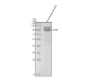Zebrafish CLOCK / CLOCKA Antibody Circadian Rhythm WB. Western blot analysis of whole female zebrafish tissue lysate using Zebrafish CLOCK Antibody demonstrates a prominent immunoreactive band at approximately 100 kDa, consistent with the predicted molecular weight of Circadian Locomotor Output Cycles Kaput A (CLOCKA). CLOCKA is a core circadian transcription factor that regulates rhythmic gene expression and functions within the molecular clock machinery controlling biological timing, metabolism, development, and behavioral rhythms. Additional weak higher molecular weight immunoreactive bands are observed and may represent modified forms of CLOCKA associated with transcriptional regulation and circadian signaling. Electrophoresis was performed on a 10% SDS-PAGE gel under reducing conditions followed by transfer to a nitrocellulose membrane. Signal was detected using an HRP-conjugated secondary antibody and enhanced chemiluminescent substrate.