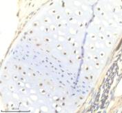 Zebrafish Titin Antibody IHC. Immunohistochemistry analysis of TTN using anti-TTN antibody. TTN was detected in a paraffin-embedded section of zebrafish bone tissue. Heat mediated antigen retrieval was performed in EDTA buffer. The tissue section was blocked with 10% goat serum. The tissue section was then incubated with 2 ug/ml rabbit anti-TTN Antibody overnight at 4oC. Peroxidase Conjugated Goat Anti-rabbit IgG was used as secondary antibody and incubated for 30 minutes at 37oC. The tissue section was developed using DAB as the chromogen.