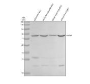 Zebrafish SLC5A5 Antibody WB. Western blot analysis of SLC5A5 using anti-SLC5A5 antibody. Electrophoresis was performed on a 10% SDS-PAGE gel for 2 hours. The sample well of each lane was loaded with 30 ug of sample under reducing conditions. Lane 1: zebrafish head tissue lysates, Lane 2: whole female zebrafish tissue lysates, Lane 3: whole male zebrafish tissue lysates, Lane 4: zebrafish embryo tissue lysates. After electrophoresis, proteins were transferred to a nitrocellulose membrane at 150 mA for 50-90 minutes. Blocked the membrane with 5% non-fat milk/TBS for 1.5 hour at RT. The membrane was incubated with rabbit anti-SLC5A5 antigen antibody at 0.5 ug/ml overnight at 4oC, then washed with TBS-0.1%Tween 3 times with 5 minutes each and probed with a goat anti-rabbit IgG-HRP secondary antibody at a dilution of 1:5000 for 1.5 hour at RT. The signal is developed using an ECL Plus WB. Western blotting Substrate with Tanon 5200 system. A specific band was detected for SLC5A5 at approximately 65 kDa. The expected band size for SLC5A5 is at 64 kDa.