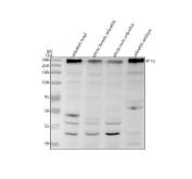 Zebrafish FN1A Antibody WB. Western blot analysis of FN1A using anti-FN1A antibody. Electrophoresis was performed on a 8% SDS-PAGE gel for 2 hours. The sample well of each lane was loaded with 30 ug of sample under reducing conditions. Lane 1: zebrafish head tissue lysates, Lane 2: whole female zebrafish tissue lysates, Lane 3: whole male zebrafish tissue lysates, Lane 4: zebrafish embryo tissue lysates. After electrophoresis, proteins were transferred to a nitrocellulose membrane at 150 mA for 50-90 minutes. Blocked the membrane with 5% non-fat milk/TBS for 1.5 hour at RT. The membrane was incubated with rabbit anti-FN1A antigen antibody at 0.5 ug/ml overnight at 4oC, then washed with TBS-0.1%Tween 3 times with 5 minutes each and probed with a goat anti-rabbit IgG-HRP secondary antibody at a dilution of 1:5000 for 1.5 hour at RT. The signal is developed using an ECL Plus WB. Western blotting Substrate with Tanon 5200 system. A specific band was detected for FN1A at approximately 271 kDa. The expected band size for FN1A is at 271 kDa.