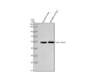 Zebrafish Beta Tubulin 1 / TUBB1 Antibody Cytoskeleton WB. Western blot analysis of zebrafish head tissue and zebrafish embryo lysates using Zebrafish Beta Tubulin 1 Antibody demonstrates a strong immunoreactive band at approximately 50 kDa, consistent with the predicted molecular weight of Tubulin Beta 1 (TUBB1). TUBB1 is a structural component of microtubules that contributes to cytoskeletal organization, intracellular transport, cell division, and tissue development. The observed band is detected in both adult and embryonic zebrafish samples, consistent with the fundamental role of beta-tubulin proteins in maintaining cellular architecture and supporting developmental processes. Electrophoresis was performed on a 10% SDS-PAGE gel under reducing conditions followed by transfer to a nitrocellulose membrane. Signal was detected using an HRP-conjugated secondary antibody and enhanced chemiluminescent substrate.
