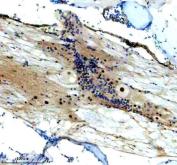 Zebrafish FOXJ1 / FOXJ1A Antibody Spinal Cord IHC. Immunohistochemistry staining of FFPE zebrafish spinal cord tissue using Zebrafish FOXJ1 Antibody demonstrates nuclear and cytoplasmic HRP-DAB brown staining within cells associated with spinal cord and surrounding neural tissue compartments. The staining pattern is consistent with expression of Forkhead Box J1A (FOXJ1A), a transcription factor that regulates motile ciliogenesis and controls gene expression programs required for ciliated cell differentiation. Signal is observed within neural-associated cellular populations, reflecting the established role of FOXJ1A in cilia-dependent developmental processes, tissue organization, and maintenance of specialized cell populations within the vertebrate nervous system. Heat mediated antigen retrieval was performed in EDTA buffer. Primary antibody was incubated overnight at 4Â°C followed by detection using a peroxidase-conjugated goat anti-rabbit secondary antibody and DAB chromogen.