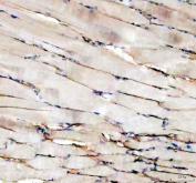 Zebrafish Vitellogenin 2 / VTG2 Antibody Skeletal Muscle IHC. Immunohistochemistry staining of FFPE zebrafish skeletal muscle tissue using Zebrafish Vitellogenin 2 Antibody demonstrates weak to moderate HRP-DAB brown staining associated with elongated muscle fibers and interstitial cellular elements. The staining pattern is consistent with expression of Vitellogenin 2 (VTG2), a lipid-binding yolk precursor protein involved in nutrient transport, reproductive physiology, and estrogen-responsive biological processes. Although vitellogenins are classically associated with hepatic synthesis and oocyte development, detection in additional tissue compartments may reflect broader physiological roles in nutrient mobilization and metabolic regulation. Heat mediated antigen retrieval was performed in EDTA buffer. Primary antibody was incubated overnight at 4Â°C followed by detection using a peroxidase-conjugated goat anti-rabbit secondary antibody and DAB chromogen.