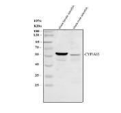 Zebrafish CYP3A65 Antibody WB. Western blot analysis of zebrafish whole female and whole male tissue lysates using Zebrafish CYP3A65 Antibody / Cytochrome P450 Enzyme Antibody demonstrates a prominent immunoreactive band at approximately 59 kDa. The observed molecular weight is consistent with the predicted size of Cytochrome P450 3A65 (CYP3A65), a member of the cytochrome P450 superfamily involved in xenobiotic metabolism, detoxification, and oxidative biotransformation of endogenous and exogenous compounds. Detection of a distinct band in both female and male zebrafish samples supports expression of CYP3A65 across adult tissues and is consistent with its established role in metabolic processing and chemical homeostasis. CYP3A65 is frequently studied as a zebrafish model of CYP3A-mediated drug metabolism and toxicological response pathways.