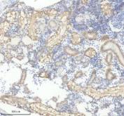 Zebrafish FGF20 Antibody Kidney IHC. Immunohistochemistry staining of paraffin-embedded zebrafish kidney tissue using Zebrafish FGF20 Antibody / FGF20A Antibody demonstrates moderate cytoplasmic and membranous HRP-DAB brown staining within epithelial cells lining renal tubules and associated nephric structures. The staining pattern is consistent with expression of Fibroblast Growth Factor 20A (FGF20A), a secreted signaling molecule involved in regulation of cellular proliferation, differentiation, survival, and tissue maintenance. Renal localization is consistent with the broad role of fibroblast growth factor family members in organ development, tissue homeostasis, and regenerative signaling pathways. The observed immunoreactivity highlights epithelial compartments actively engaged in growth factor-mediated cellular communication and supports the use of FGF20A as a target for studies of zebrafish development, regeneration, and growth factor signaling. Heat-mediated antigen retrieval was performed in EDTA buffer prior to staining.