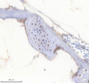 Zebrafish FGF20 Antibody Bone IHC. Immunohistochemistry staining of paraffin-embedded zebrafish bone tissue using Zebrafish FGF20 Antibody / FGF20A Antibody demonstrates cytoplasmic HRP-DAB brown staining within cells associated with mineralized skeletal structures and adjacent connective tissue compartments. The staining pattern is consistent with expression of Fibroblast Growth Factor 20A (FGF20A), a secreted growth factor involved in developmental signaling, cellular differentiation, tissue maintenance, and regenerative processes. Localization within skeletal tissue is consistent with the established role of fibroblast growth factor family members in regulating bone development, tissue remodeling, and cellular communication during growth and repair. The observed immunoreactivity supports the use of FGF20A as a target for studies investigating skeletal biology, regenerative signaling pathways, and vertebrate developmental mechanisms in zebrafish. Heat-mediated antigen retrieval was performed in EDTA buffer prior to staining.