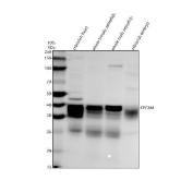 Zebrafish EpCAM Antibody WB. Western blot analysis of zebrafish head, whole female, whole male, and embryo tissue lysates using Zebrafish EpCAM Antibody / CD326 Antibody demonstrates a prominent immunoreactive band at approximately 40 kDa in all tested samples. The observed molecular weight is slightly higher than the predicted size of Epithelial Cell Adhesion Molecule (EPCAM/CD326), consistent with post-translational modification of this transmembrane glycoprotein. Additional lower molecular weight immunoreactive bands are observed around ~25-30 kDa and may represent processed EPCAM fragments, degradation products, or other antibody-reactive species. EPCAM functions in epithelial cell adhesion, tissue organization, epithelial integrity, cellular signaling, and developmental processes.