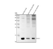 Zebrafish HBBE3 Antibody Western Blot. Western blot analysis of HBBE3 using Zebrafish HBBE3 Antibody / Embryonic Hemoglobin Beta Antibody demonstrates a distinct immunoreactive band at approximately 16 kDa in zebrafish head, whole female, and whole male tissue lysates. The observed molecular weight is consistent with the predicted size of Hemoglobin Beta Embryonic-3 (HBBE3), a beta-globin family member involved in embryonic hemoglobin formation and oxygen transport during early development. Comparable detection across the tested samples supports recognition of HBBE3 in zebrafish tissues and confirms antibody specificity for the target protein. The observed immunoreactivity demonstrates the utility of this antibody for studies of erythropoiesis, globin gene expression, hematopoietic development, and embryonic oxygen transport pathways in zebrafish models.