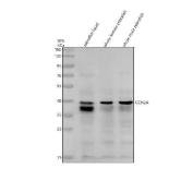Zebrafish CTGF Antibody Western Blot. Western blot analysis of CCN2A using Zebrafish CTGF Antibody / CCN2A Antibody demonstrates a prominent immunoreactive band at approximately 38 kDa in zebrafish head, whole female, and whole male tissue lysates. The observed molecular weight is consistent with the predicted size of Cellular Communication Network Factor 2A (CCN2A), also known as Connective Tissue Growth Factor (CTGF), a secreted matricellular protein involved in extracellular matrix regulation, tissue remodeling, and developmental signaling pathways. Strong detection of the expected 38 kDa target is observed across all tested samples, supporting broad tissue expression of CCN2A and specific recognition of the target protein. Additional higher-intensity signal observed in head tissue may reflect tissue-specific expression patterns, post-translational processing, or alternative CCN2A-associated protein forms. The observed immunoreactivity demonstrates the utility of this antibody for studies of connective tissue development, extracellular matrix biology, organogenesis, regenerative processes, and growth factor-mediated signaling in zebrafish models.