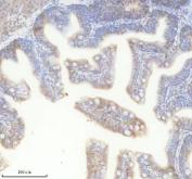 Zebrafish Myostatin Antibody Muscle IHC. Immunohistochemistry analysis of MSTNA using Zebrafish Myostatin Antibody / MSTNA Antibody demonstrates distinct cytoplasmic HRP-DAB brown staining within zebrafish muscle-associated tissue structures. The staining pattern is consistent with expression of Myostatin A (MSTNA), a TGF-beta superfamily member that functions as a key negative regulator of skeletal muscle growth, differentiation, and tissue homeostasis. Immunoreactivity is observed within muscle cell populations, supporting the established role of MSTNA in controlling myogenesis and maintaining normal muscle development. The observed staining demonstrates the utility of this antibody for studies of muscle biology, growth regulation, developmental signaling, regenerative processes, and vertebrate myogenic pathways in zebrafish models. Heat-mediated antigen retrieval was performed in EDTA buffer prior to staining.