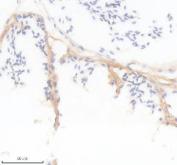 Zebrafish Myostatin Antibody WB. Western blot analysis of MSTNA using Zebrafish Myostatin Antibody / MSTNA Antibody demonstrates a distinct immunoreactive band at approximately 41 kDa in zebrafish head, whole female, whole male, and embryo tissue lysates. The observed molecular weight is consistent with the predicted size of Myostatin A (MSTNA), a member of the TGF-beta superfamily that functions as a key negative regulator of skeletal muscle growth and development. Detection of the expected target across multiple developmental and adult tissue samples supports broad expression of MSTNA and confirms specific recognition of the protein. The observed immunoreactivity demonstrates the utility of this antibody for studies of myogenesis, muscle growth regulation, developmental signaling, regenerative biology, and TGF-beta pathway function in zebrafish models.