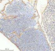 Zebrafish MAO Antibody Heart IHC. Immunohistochemistry analysis of MAO using Zebrafish MAO Antibody / Monoamine Oxidase Antibody demonstrates membranous and cytoplasmic HRP-DAB brown staining within zebrafish heart tissue. The staining pattern is consistent with expression of Monoamine Oxidase (MAO), a mitochondrial enzyme responsible for the oxidative metabolism of monoamine neurotransmitters including serotonin, dopamine, and norepinephrine. Immunoreactivity is observed within cardiac-associated cellular structures and surrounding tissue compartments, supporting the established role of MAO in biogenic amine metabolism and cellular homeostasis. The observed staining demonstrates the utility of this antibody for studies of neurotransmitter metabolism, mitochondrial enzyme biology, developmental physiology, and monoaminergic signaling pathways in zebrafish models. Heat-mediated antigen retrieval was performed in EDTA buffer prior to staining.