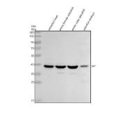 Zebrafish c-Jun Antibody Western Blot. Western blot analysis of zebrafish head tissue lysate (lane 1), whole female zebrafish tissue lysate (lane 2), whole male zebrafish tissue lysate (lane 3), and zebrafish embryo tissue lysate (lane 4) using Zebrafish c-Jun Antibody / JUN Antibody demonstrates a distinct band at approximately 39 kDa, consistent with detection of c-Jun (JUN). c-Jun is a member of the AP-1 family of transcription factors that regulates gene expression involved in embryonic development, cellular differentiation, stress responses, and tissue regeneration. Detection of c-Jun in adult and embryonic zebrafish tissues supports its broad role in developmental signaling and transcriptional regulation. Electrophoresis was performed using a 10% SDS-PAGE gel under reducing conditions with 30 Âµg of protein loaded per lane. Signal was visualized using HRP-conjugated secondary antibody and ECL detection.